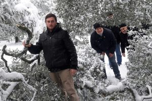 Bursa'da kar zeytin ağa&ccedil;larını kırdı