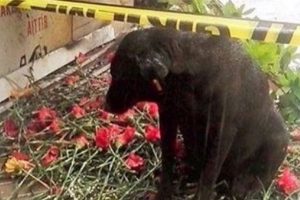 Şehit polis Sekin'in k&ouml;peği "Zeytin" de &ouml;ks&uuml;z kaldı