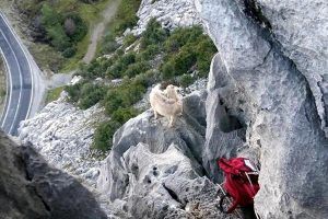 Mahsur kalan yavru ke&ccedil;iyi AKUT kurtardı