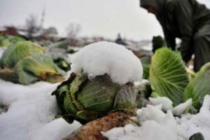 Bursa'da kar altında kalan karnabahar t&uuml;keticiye ulaşamıyor