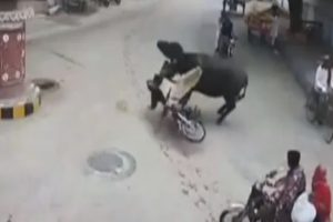 Bufalo motosikletliye b&ouml;yle &ccedil;arptı