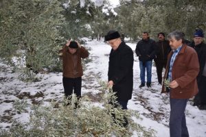 Bursa İznik'te kar zeytin ağa&ccedil;larını kırıp ge&ccedil;ti