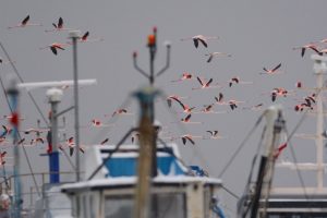Bursa'da y&uuml;zlerce flamingo barınağa sığındı