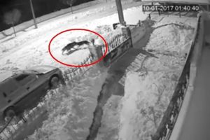 A&ccedil; kalan kurt şehre inip k&ouml;peğe saldırdı