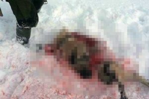 A&ccedil; kalan kurtlar kangal k&ouml;peğini yedi!