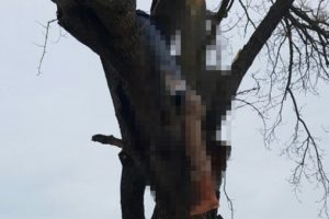 Kestiği ağacın dalı ile g&ouml;vdesi arasında kaldı