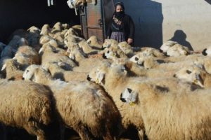 K&ouml;y şokta! 500 koyun, &ouml;l&uuml; kuzu doğurdu