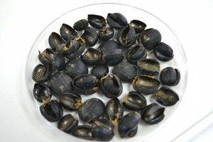 B&ouml;cek zırhından zayıflama hapı geliştirildi
