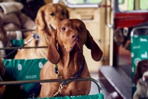 Londra'da k&ouml;peklere &ouml;zel otob&uuml;s turu
