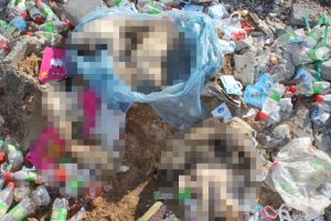 &Ccedil;&ouml;pl&uuml;kte yavru k&ouml;peklerin &ouml;l&uuml; bedenlerine rastlandı!