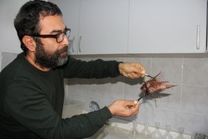 Bu balığa elle dokunmayın!