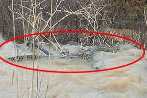 Boyu en az 4 metre b&ouml;yle g&ouml;r&uuml;nt&uuml;lendi