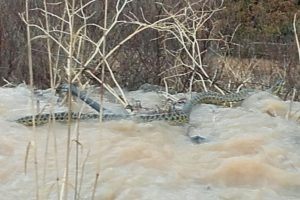 Manisa'da 4 metre uzunluğundaki yılan şaşırttı