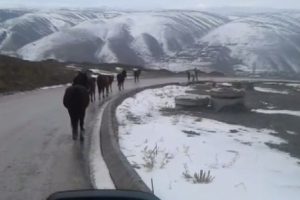 Ankara'da ka&ccedil;ak atlar trafiği fel&ccedil; etti
