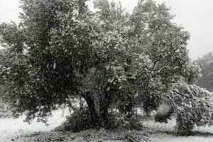 Bursa Mudanya'da kar nedeniyle zeytin ağa&ccedil;ları zarar g&ouml;rd&uuml;
