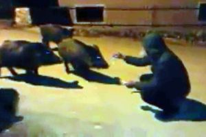 Tunceli'de yaban domuzlarını elleriyle besledi