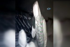 Aynı iş hanına altıncı kez giren hırsızlar kameraya yakalandı