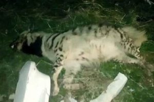 Soyu t&uuml;kenmek &uuml;zere olana &ccedil;izgili sırtlanı otomobil ezdi!