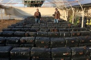 Gen&ccedil; girişimci m&uuml;hendisliği bıraktı, istiridye mantarı &uuml;retiyor