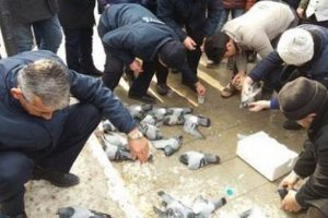 Kırıkkale'deki g&uuml;vercinlerin &ouml;l&uuml;m nedeni belli oldu!
