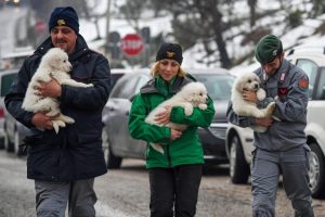 &Ccedil;ığ felaketinden 3 k&ouml;pek yavrusu kurtarıldı