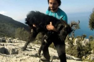 Kayalıklara sıkışan ke&ccedil;iyi kurtardı