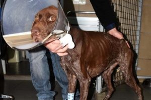Ağaca zincirlenen k&ouml;pek, a&ccedil;lıktan &ouml;lmek &uuml;zereyken bulundu
