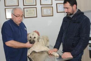 10 aylık k&ouml;peği sırtından vurdular