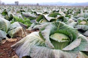 Bursa'da zabıtanın kestiği cezalar &ccedil;ift&ccedil;iyi isyan ettirdi