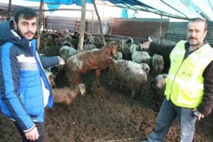 Koyunlar, yağış nedeniyle strese girip zayıfladı!