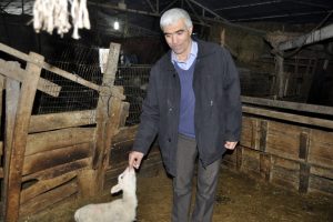 Hayvan hırsızlarına seslendi: Bari analarını getirin