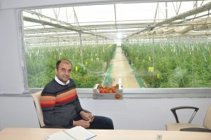 Jeotermal suyun sıcaklığıyla serada domates &uuml;retiyorlar