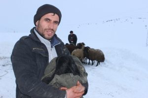 Yeni doğan kuzuyu ısıtmak i&ccedil;in montuna sardı