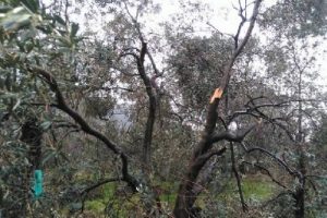 20 bin zeytin ağacı kardan zarar g&ouml;rd&uuml;