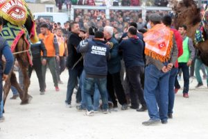 Develer g&uuml;reşti, sahipleri kavga etti