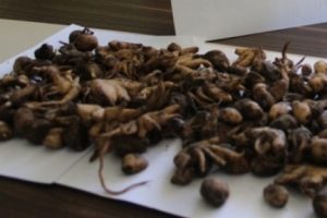 İzinsiz salep toplamaya 40 bin lira ceza