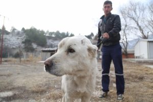 &Ccedil;obanın eziyet ettiği k&ouml;peği hayvansever sahiplendi