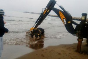 Sahile vuran inekler i&ccedil;in a&ccedil;ıklama geldi