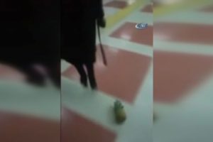 Ankara'da bir vatandaş tasma taktığı ananası gezdirdi