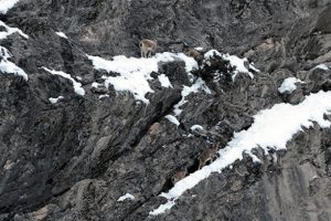 Koruma altındaki dağ ke&ccedil;ilerinin yiyecek arayışı kameraya yansıdı