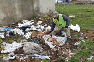 İstanbul'da k&ouml;pek vahşeti