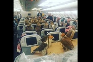 Suudi Prens'ten u&ccedil;akta 'şahin' şov!