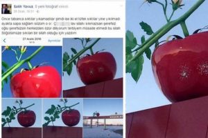 Domates simgesine silahlı saldırı başkanı kızdırdı