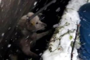 Bina arasındaki boşluğa d&uuml;şen k&ouml;pek kurtarıldı
