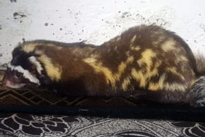 Sığındığı k&ouml;y de maskot oldu