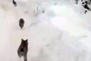 Elazığ'da 'kırmızı liste'deki vaşaklar g&ouml;r&uuml;nt&uuml;lendi