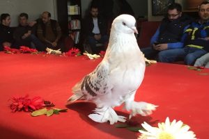 Bu g&uuml;vercinin değeri 90 bin TL
