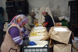 Ortadoğu'ya elma ihracatı başladı