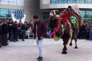 Bu da develerin g&uuml;zellik yarışması