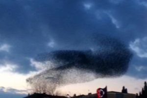 Sığırcıkların b&uuml;y&uuml;leyen dansı